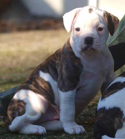 amerikaanse bulldog pup